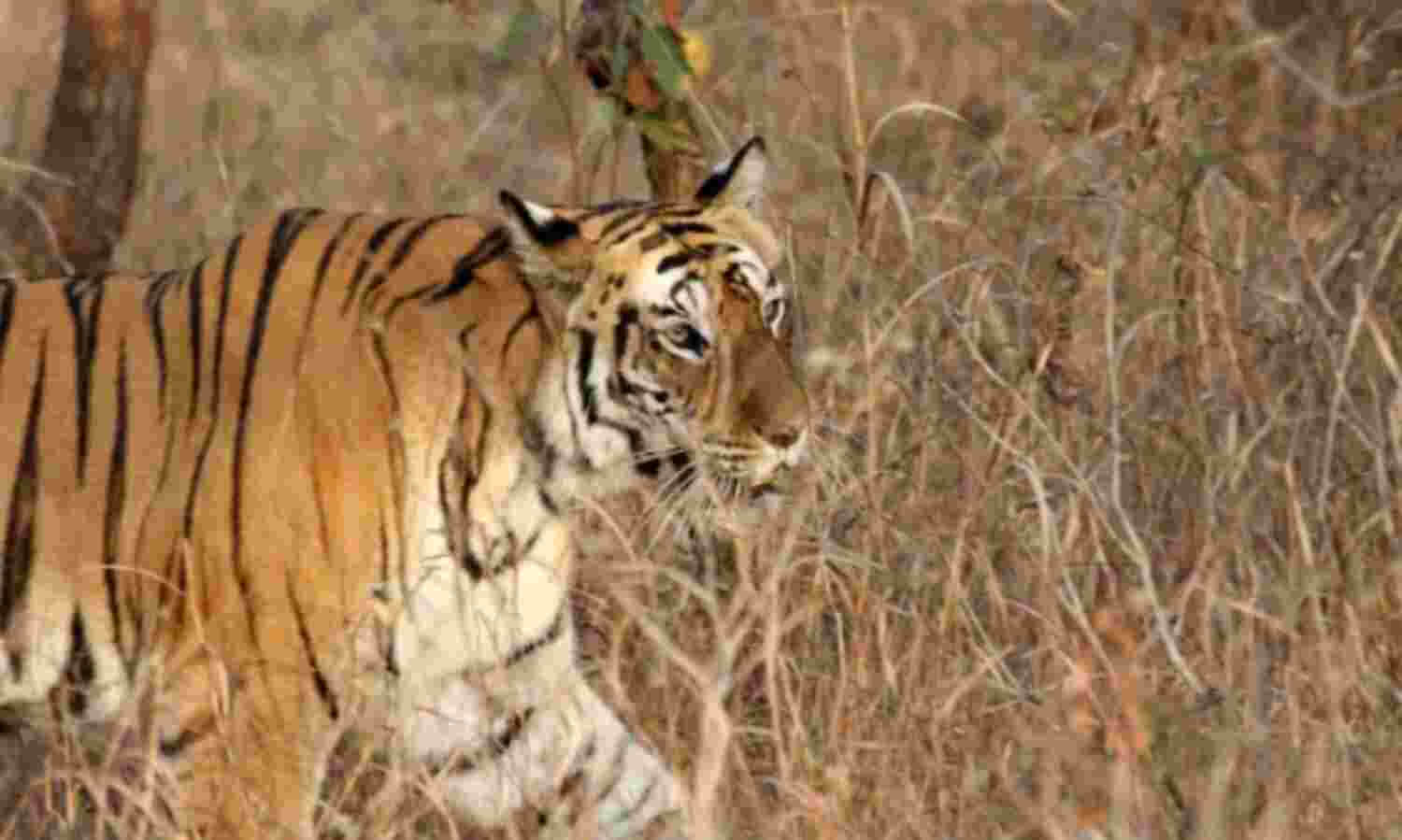 जानवरों का किया शिकार तो लगेगा 50 लाख का जुर्माना