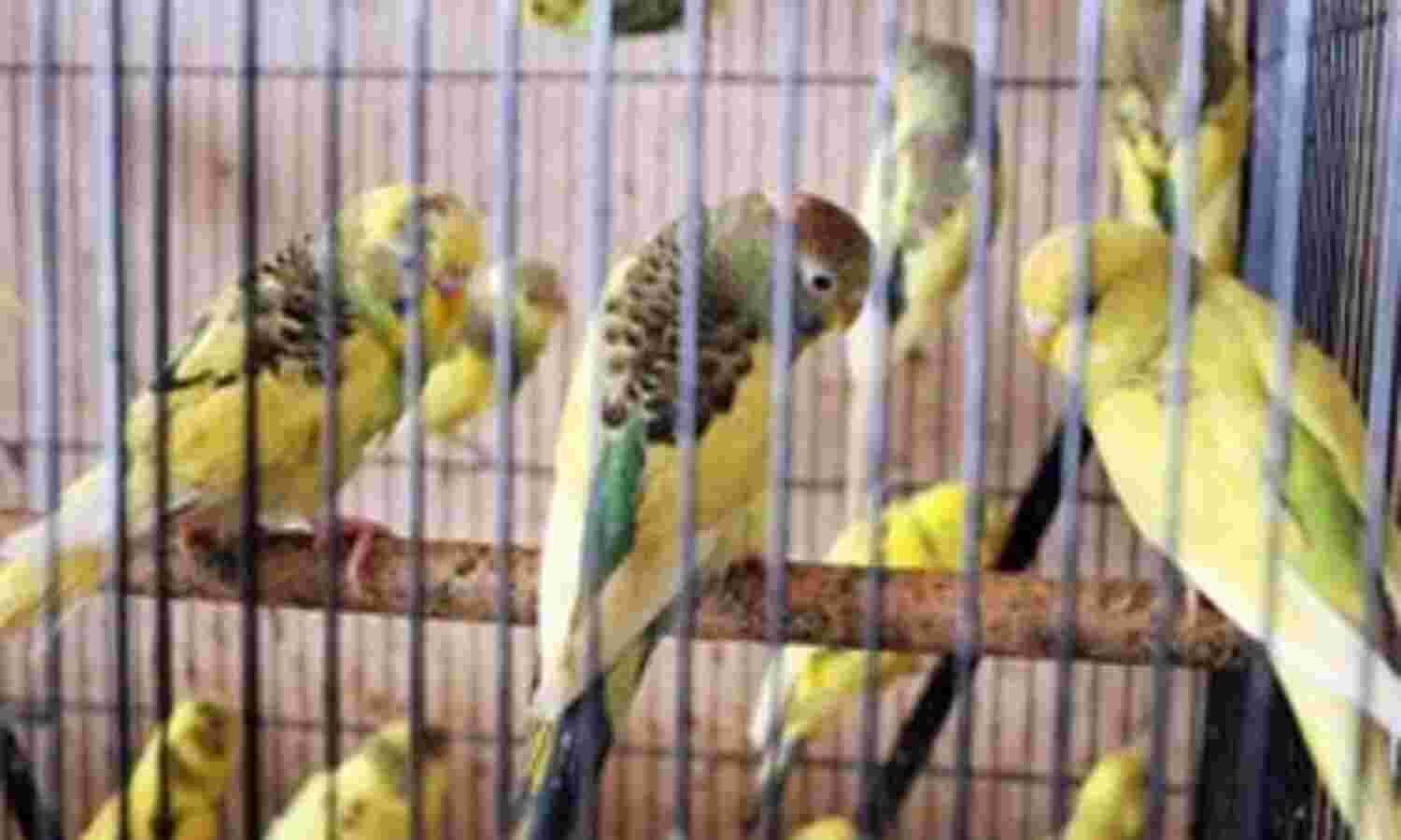जानें क्यों....घर में पक्षियों को पिंजरे में बंद करके नहीं रखना चाहिए