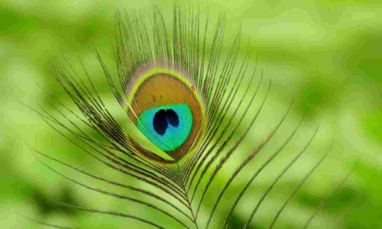 जानें घर में मोर पंख रखने के फायदे...