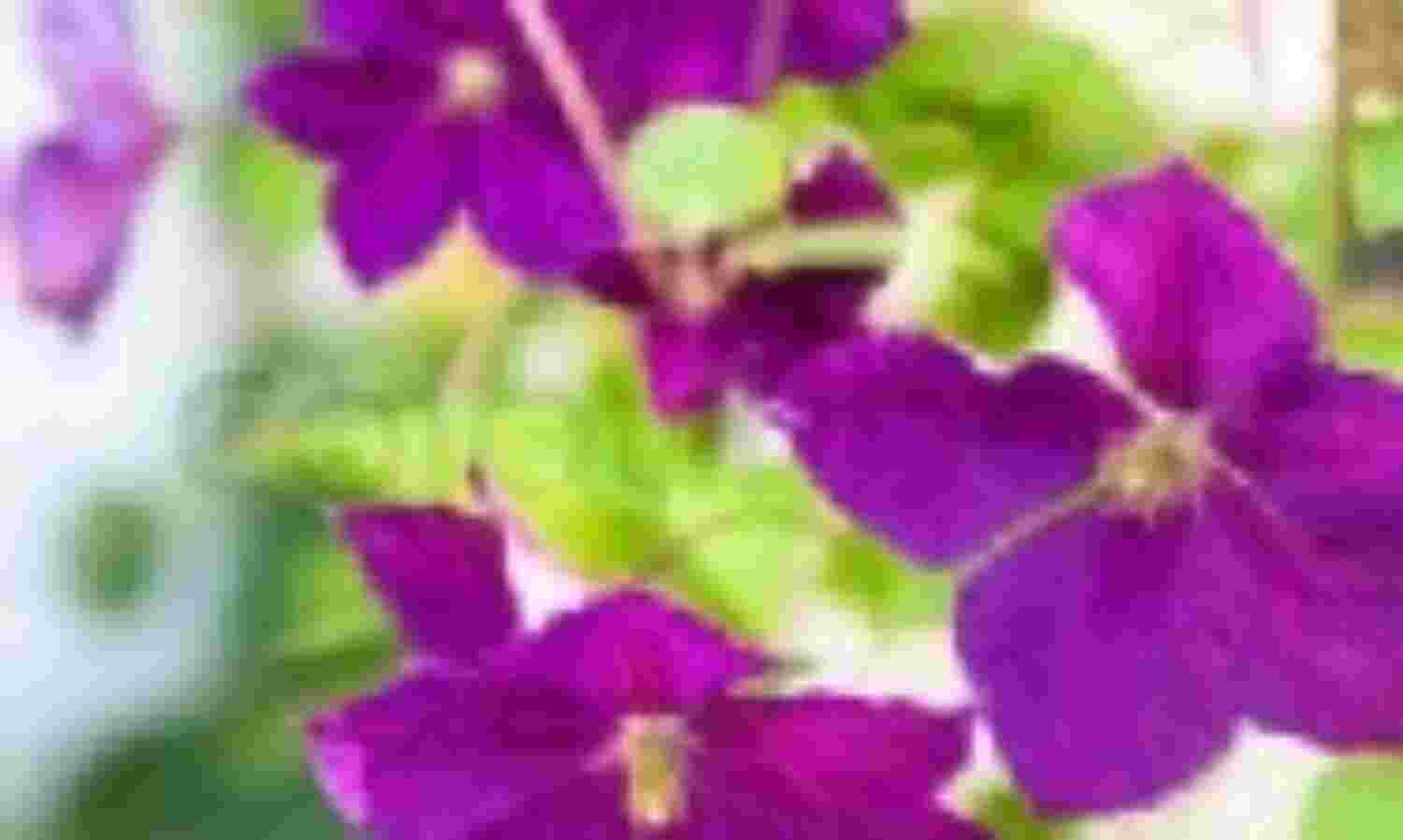 ज्योतिर्गमय ज्योतिर्गमय