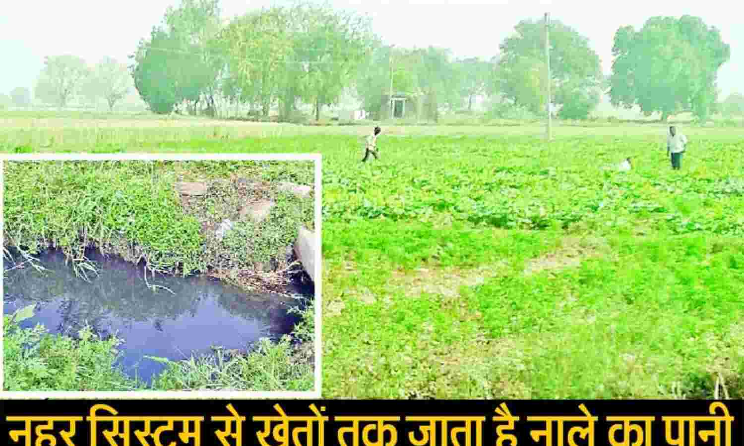 जमाहर में नाले के पानी से उगाई जा रही हैं सब्जियां