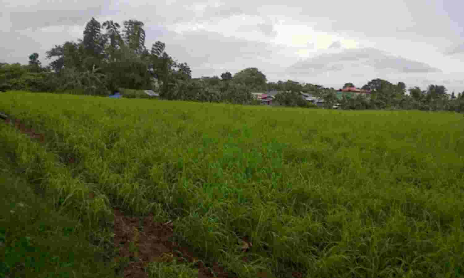 जमीन नामांतरण में अब पटवारी नहीं कर पाएंगे भ्रष्टाचार