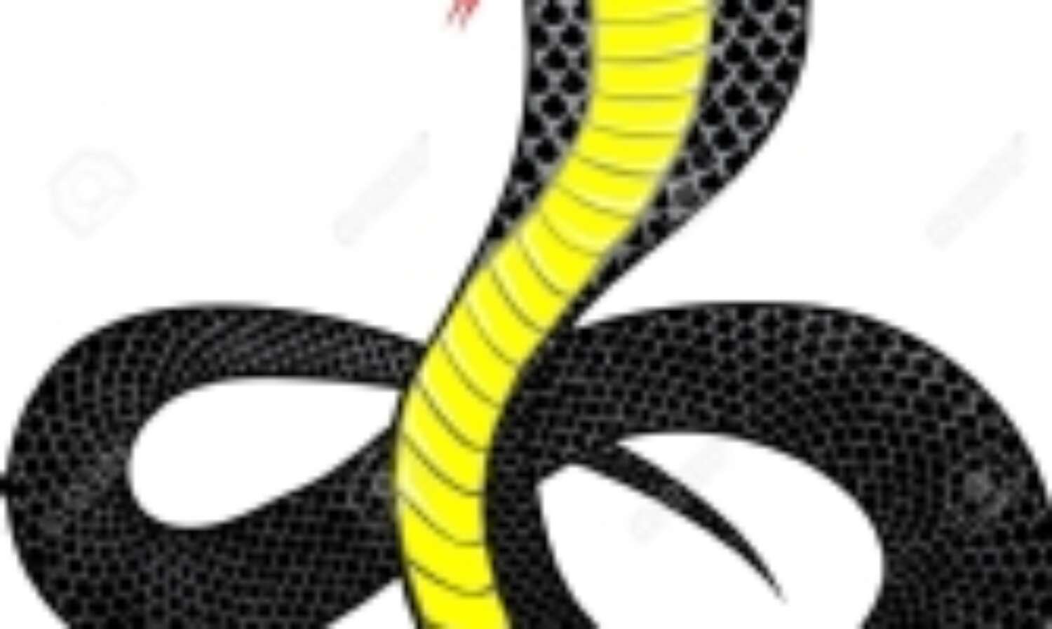 जब घर के बाथरूम से निकले 40 कोबरा सांप....