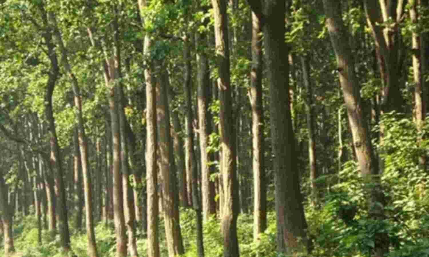 जंगलों को बचाने ऊर्जा वन विकसित करने की तैयारी