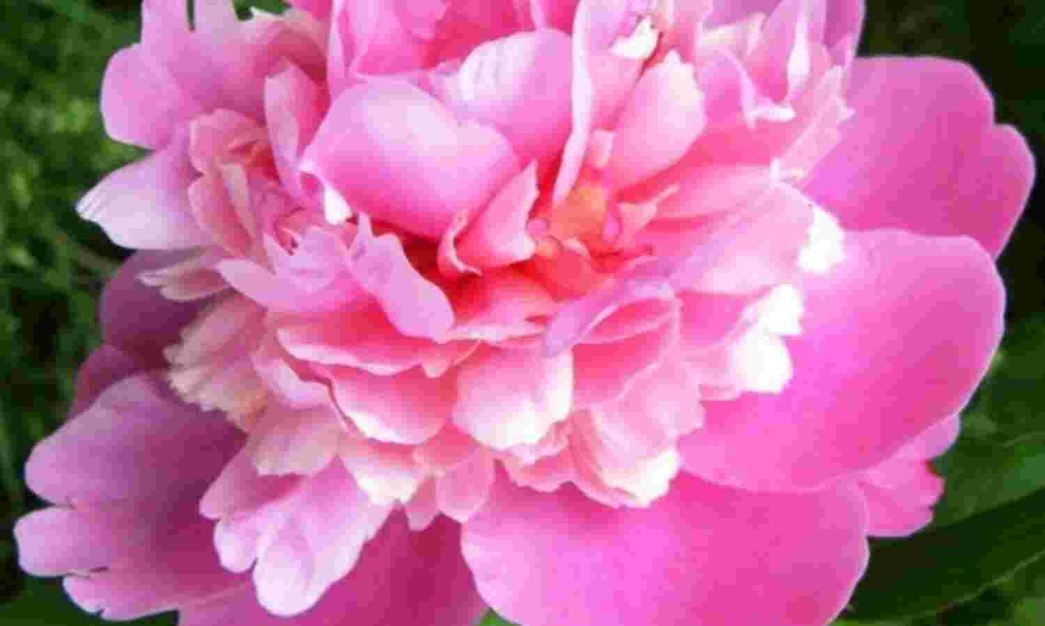 घर में इन फूलों को सजाने से आपसी संबंधों में बढ़ता हैं प्यार घर में इन फूलों को सजाने से आपसी संबंधों में बढ़ता हैं प्यार