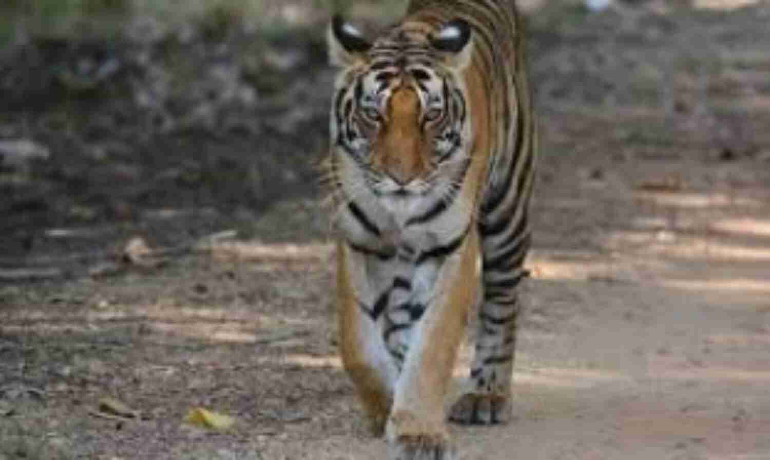 इस व्यक्ति से डर कर भागा शेर...जानें क्यों इस व्यक्ति से डर कर भागा शेर...जानें क्यों