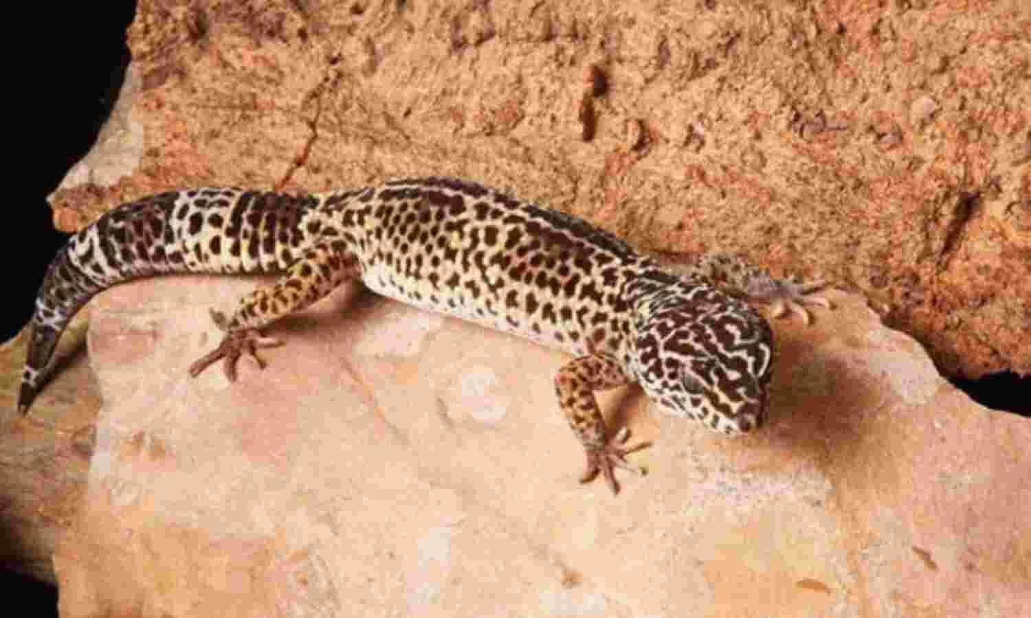 इस छिपकली की कीमत जानकर हैरान रह जायेगे आप