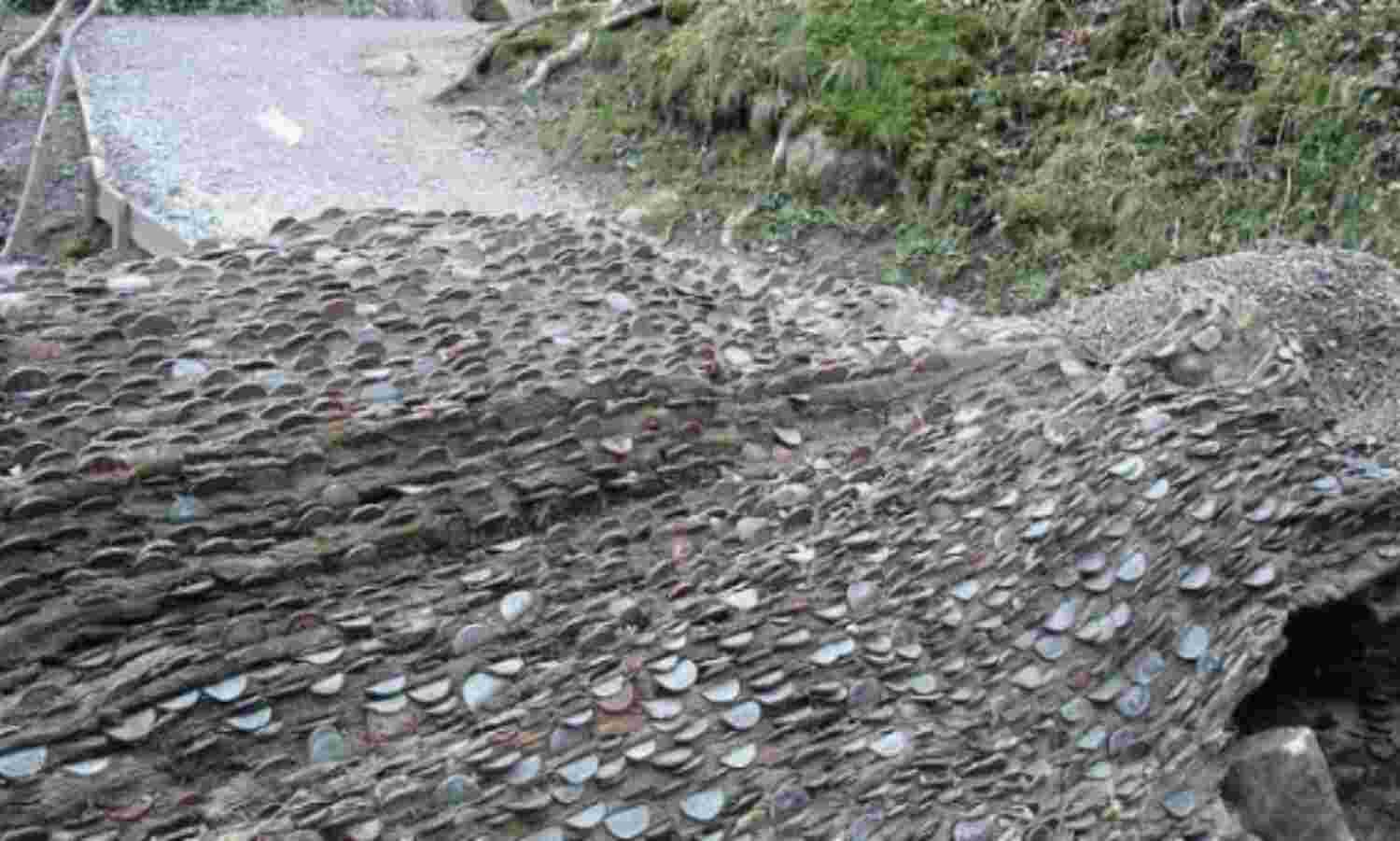 इस पेड़ पर लगते हैं पैसे!