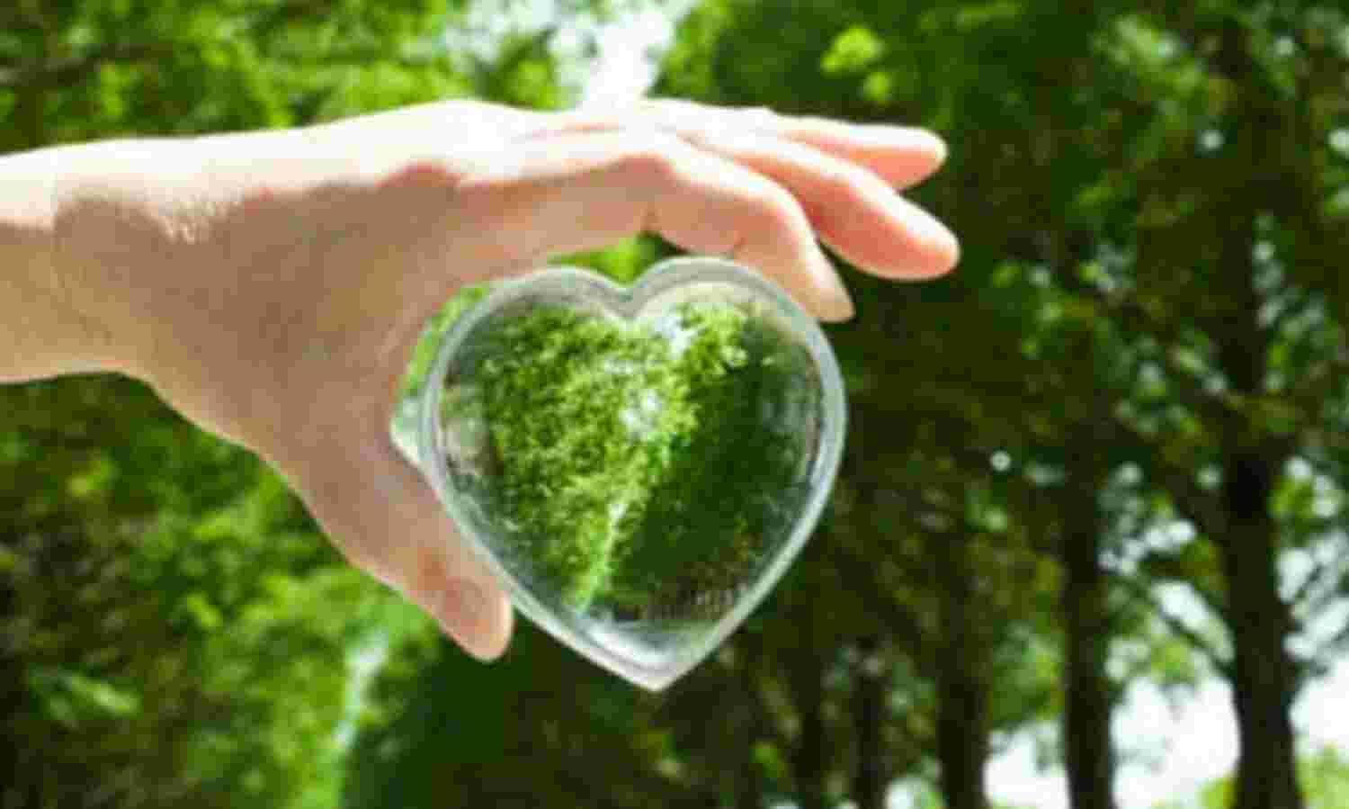 इन हर्ब्स से निखरेगी आपकी सुंदरतां इन हर्ब्स से निखरेगी आपकी सुंदरतां