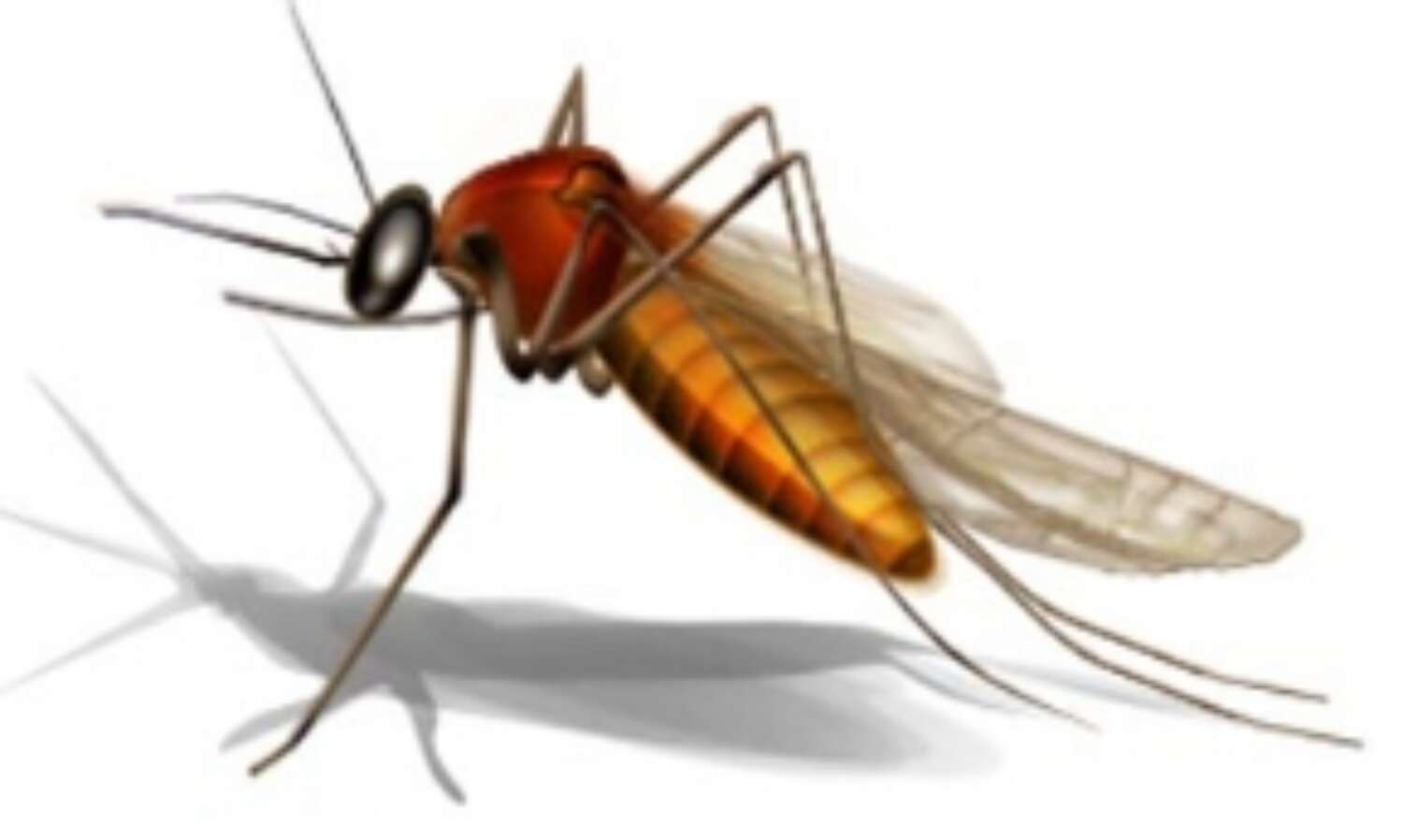 आज से शुरू होगा मलेरिया रथ, विभिन्न क्षेत्रों में करेगा जागरुक