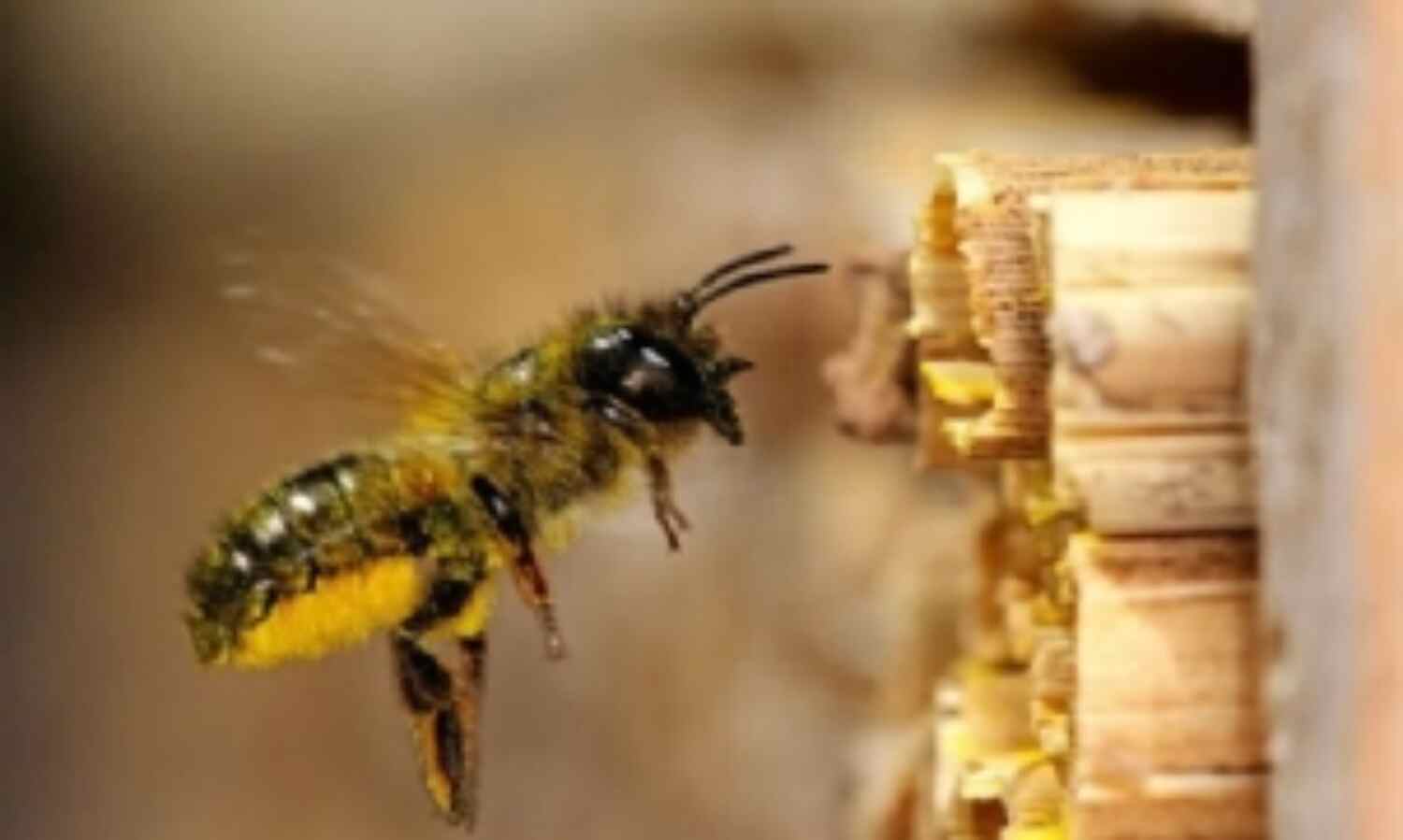 .....तो इसलिए दो दिन तक मधुमक्खियों ने किया कार का पीछा