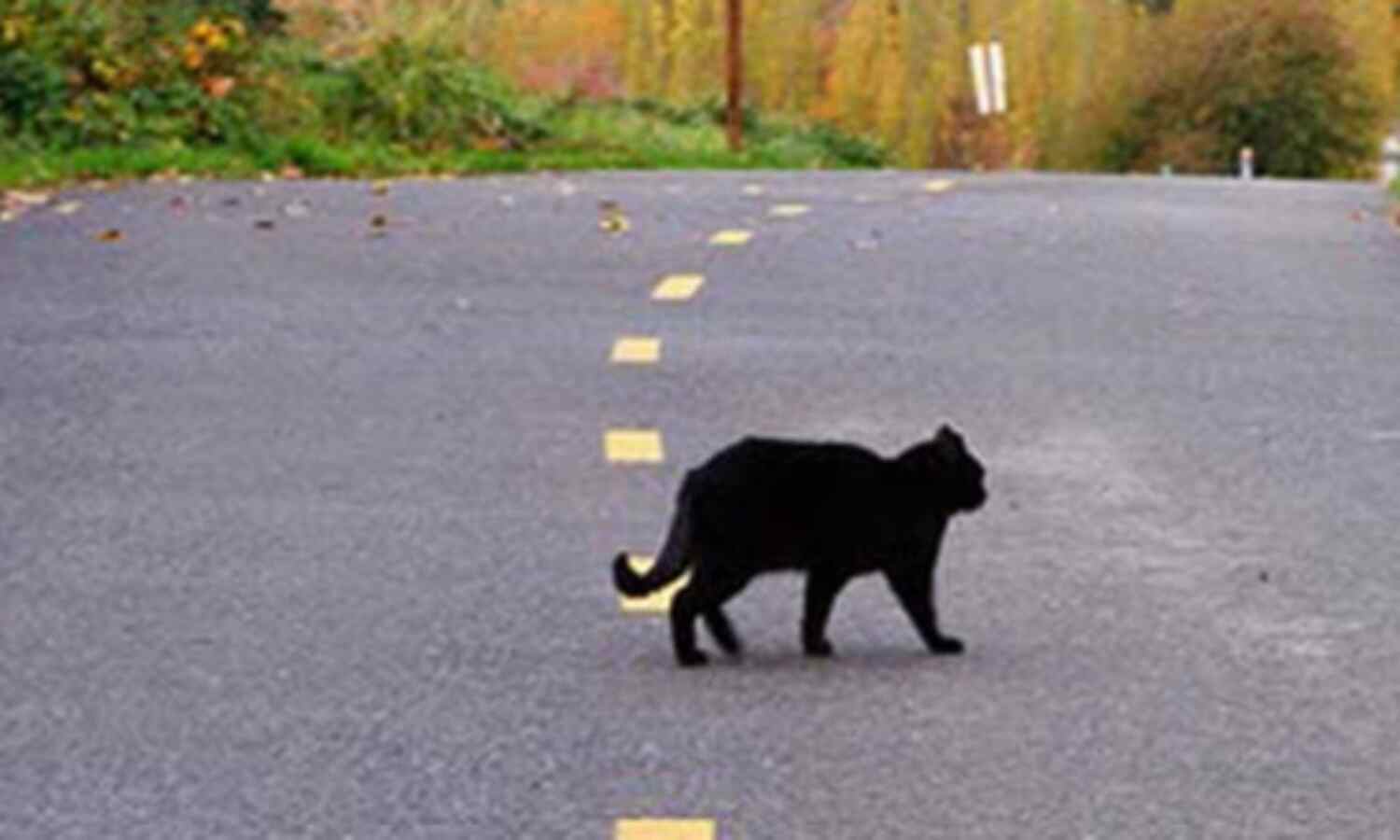 ....जानें शुभ और अशुभ संकेतों को