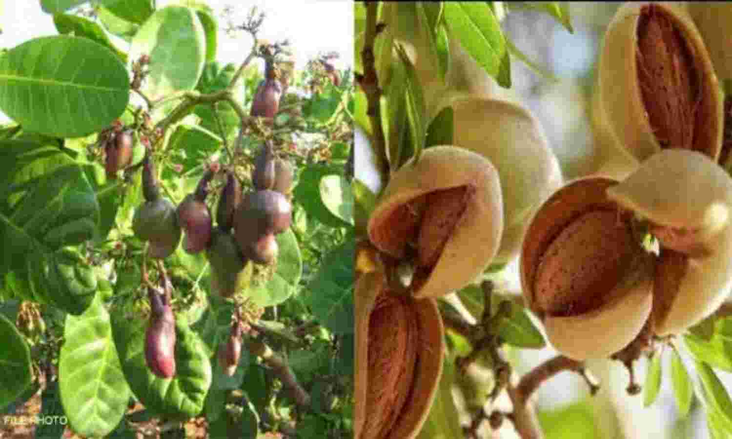 हरियाणा में भी काजू, बादाम पिस्ता और सेब की खेती होगी