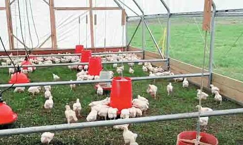 सऊदी अरब ने पोल्ट्री आयात पर लगाई रोक