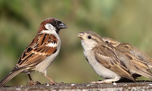 भीष्म साहनी के बालमन की वह गौरैया