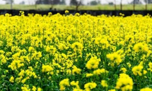 बंपर उत्पादन से खाद्य तेल होगा सस्ता