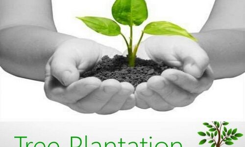दस फीट की ऊंचाई वाले पांच लाख पौधे लगाएगा निगम