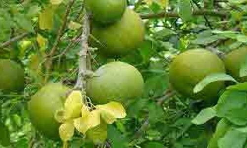 इन उपायों से करें भोलेनाथ को प्रसन्न