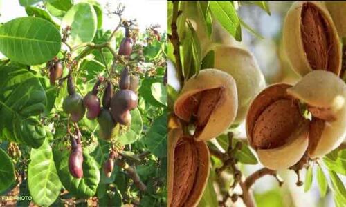हरियाणा में भी काजू, बादाम पिस्ता और सेब की खेती होगी
