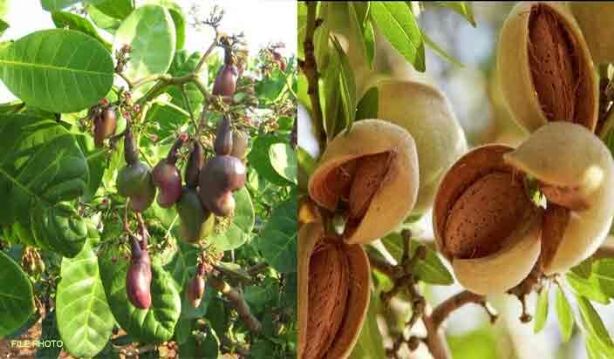 हरियाणा में भी काजू, बादाम पिस्ता और सेब की खेती होगी